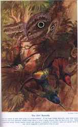 Le Papillon Hibou, illustration de 